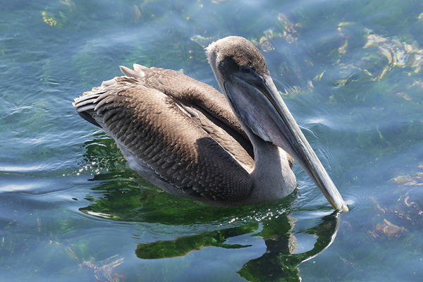 Brown Pelican